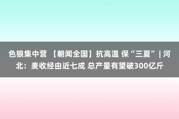 色狼集中营 【朝闻全国】抗高温 保“三夏” | 河北：麦收经由近七成 总产量有望破300亿斤